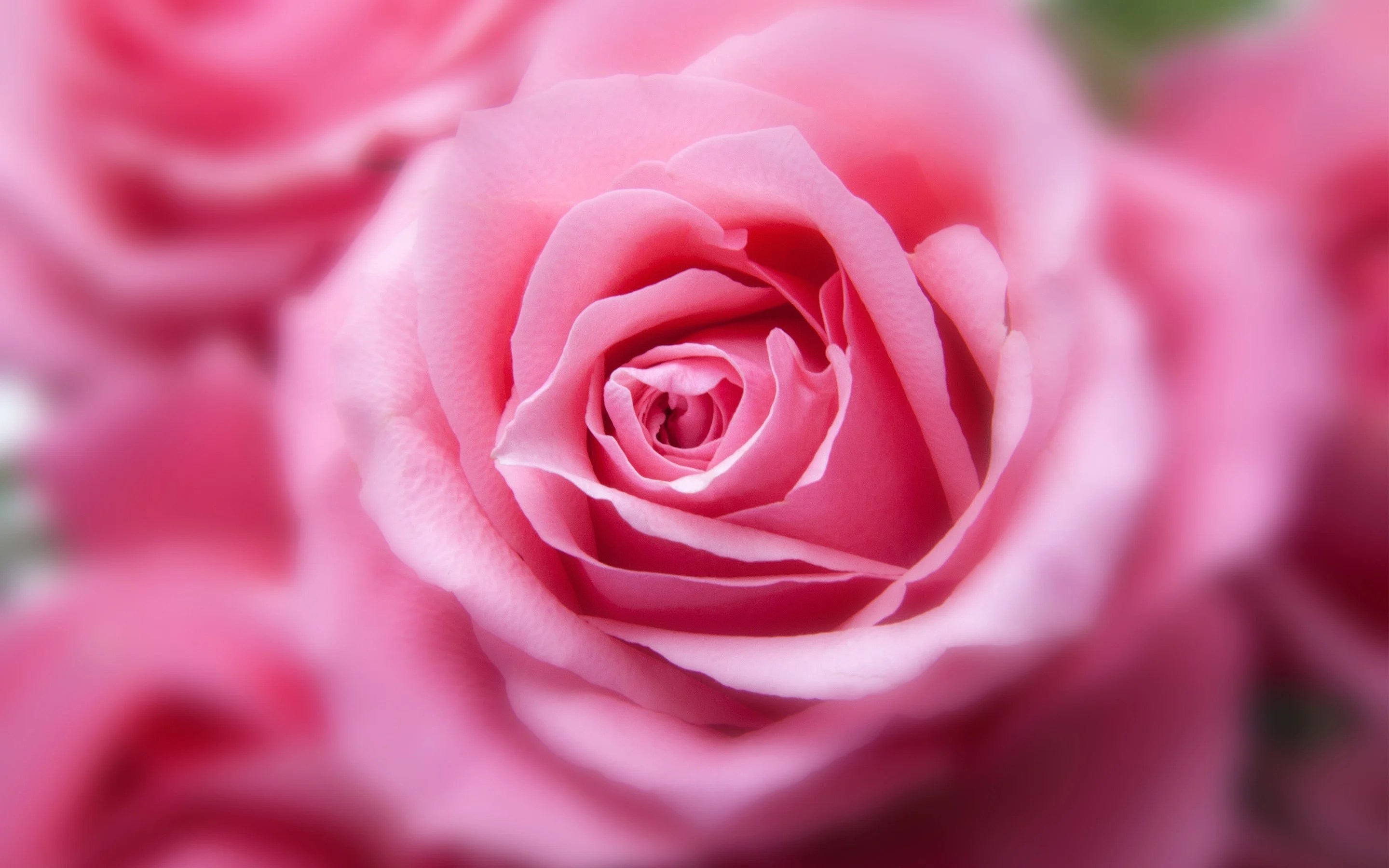 Rosas Fondos de pantalla 2880x1800 2174