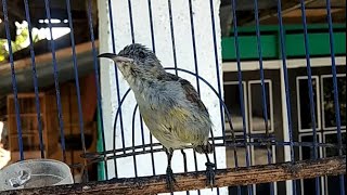 Suara Betina Anakan Kolibri Ninja Mp3 – Storymusik 180_X_320_jpg