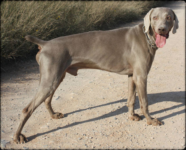 Weimaraner (Rüde) Rhoy sucht ein Zuhause Hundepfoten in Not e.V