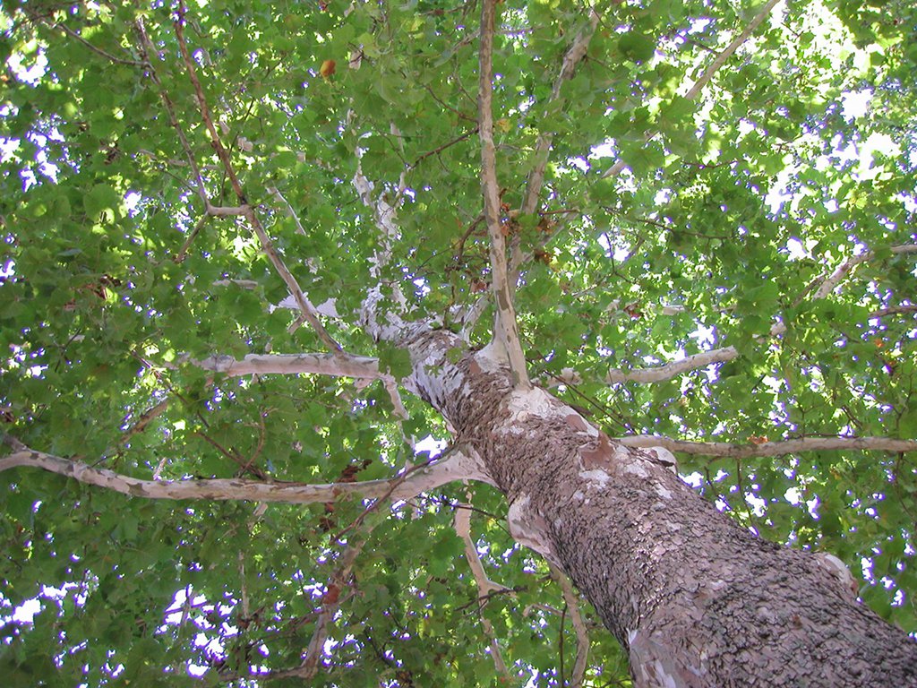 Best Practices for Sustainable Tree Planting Alex Zorach