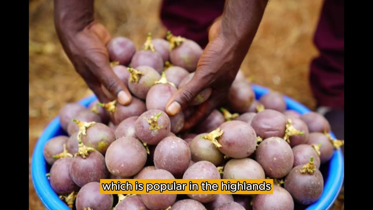 Eggplant Farming In Kenya How To Cultivate Farmers Trend