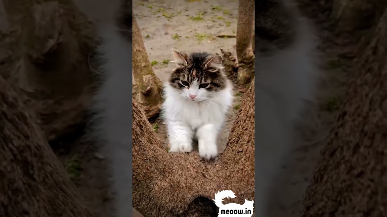 Comprehensive Care Tips for Maintaining a Healthy Cat Coat and Hair