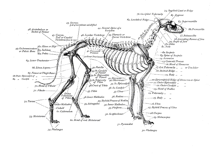 Charts on Greyhound Anatomy Awesome Paws & Camp Greyhound