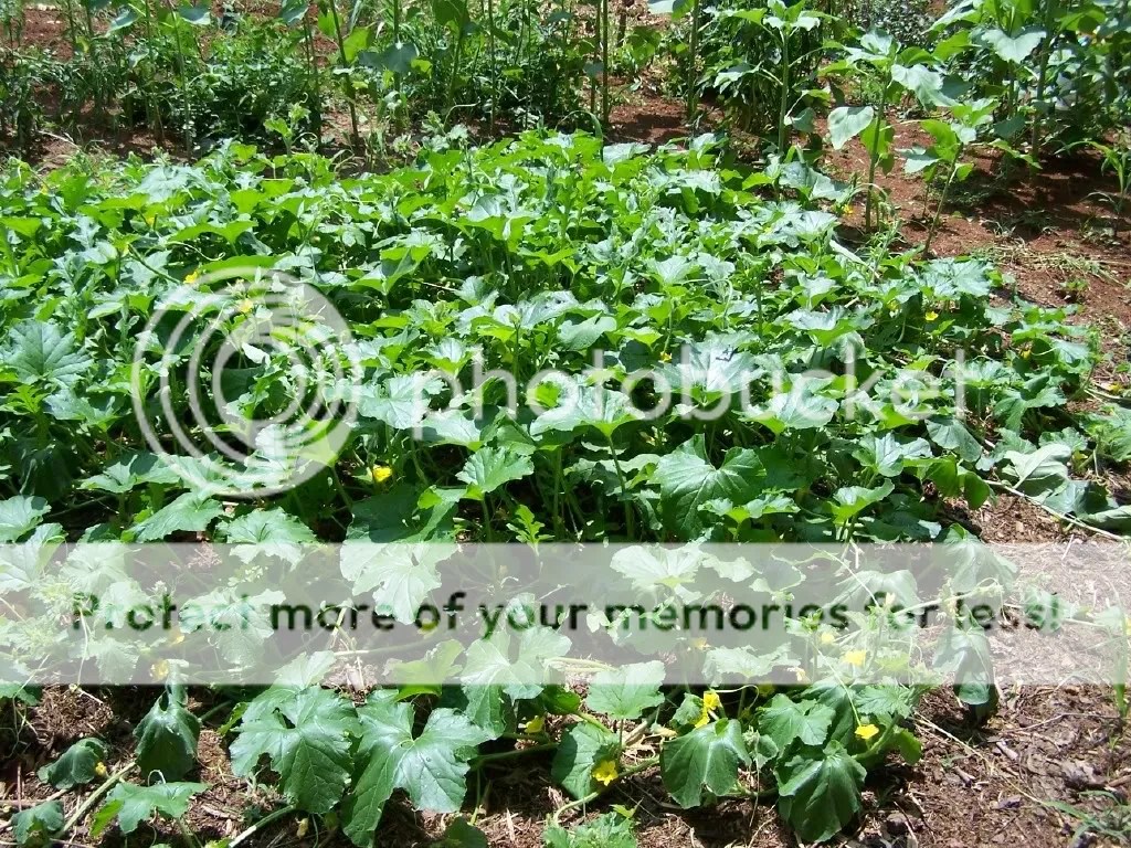 Wilting melon vine (pics)