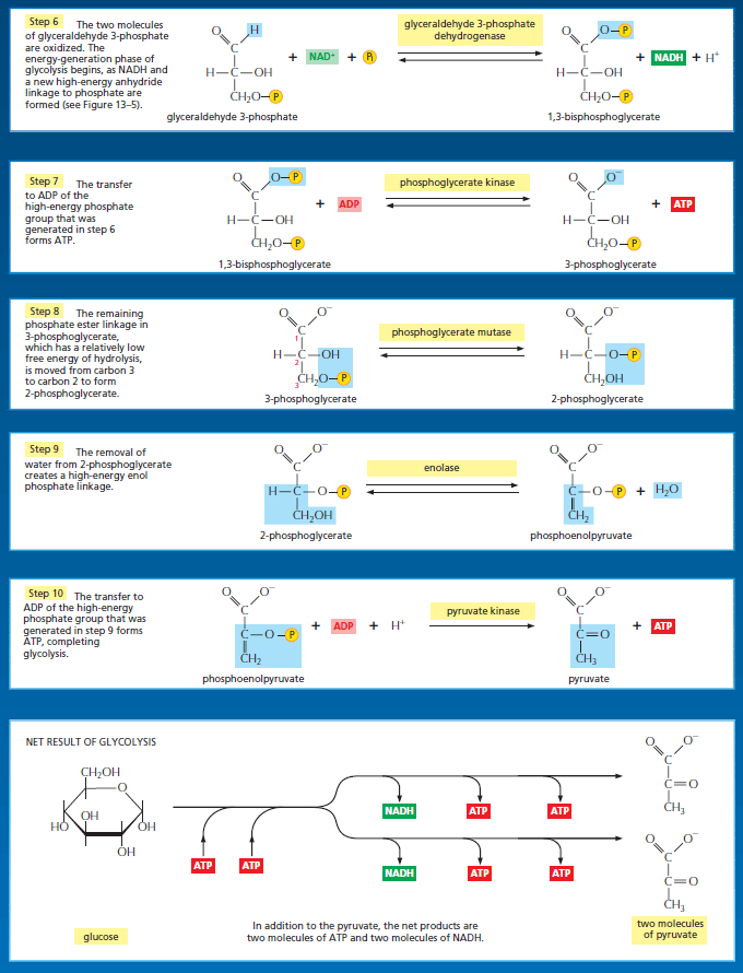Glycolysis