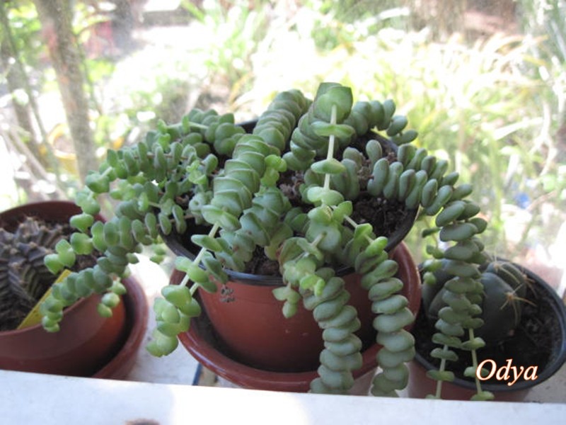 Collection de plantes grasses de Dadiel