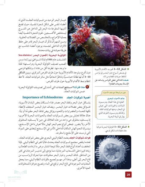  أمثلة على قنافذ شوكيات الجلد؟  - اتجاهات 2024