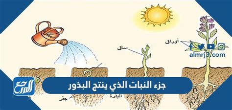  أي جزء من النبات ينتج البذور؟  - الزراعة - الموضوع