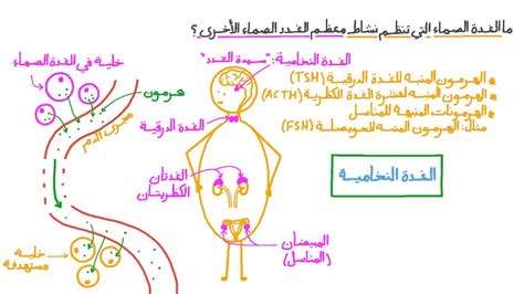  أي غدة تسمى سيدة الغدد الصماء؟  - ساحة العلوم