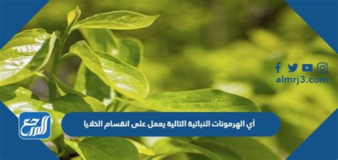  أي من الهرمونات النباتية التالية يؤثر على انقسام الخلايا؟  - روضة أطفال ثقافية
