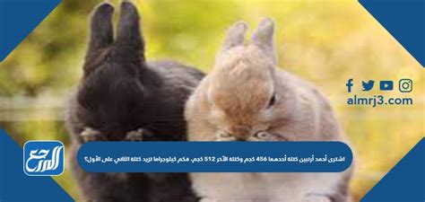  اشترى أحمد أرنبين، وزن أحدهما 4-5_6 كجم، وكتلة الآخر 1-2-5 كجم.  كم كيلوغراما يزن الثاني أكثر من الأول؟  - أخبار