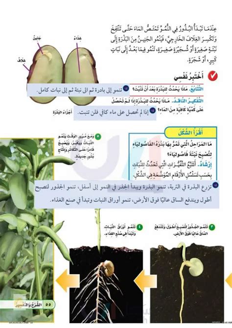 البذرة - ما هي أجزاء البذرة وما هي مصنوعة؟ - أنا أؤمن بالعلم البذرة - ما هي أجزاء البذرة وما هي مصنوعة؟ - أنا أؤمن بالعلم