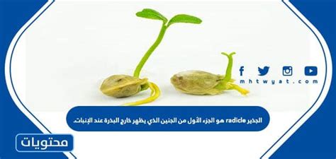 الجذر هو الجزء الأول من الجنين الذي يظهر خارج البذرة عند الإنبات. حلول الكتاب الجذر هو الجزء الأول من الجنين الذي يظهر خارج البذرة عند الإنبات. حلول الكتاب