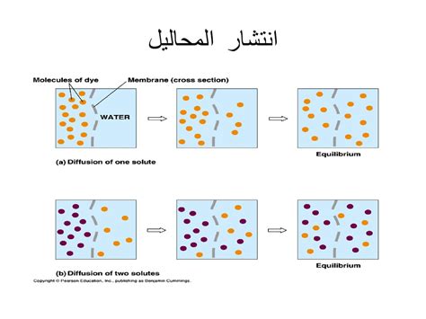  الجواب الانتشار هو عملية حركة الجزيئات من مناطق التركيز المنخفض إلى مناطق التركيز الأعلى.  - بيت المعرفة