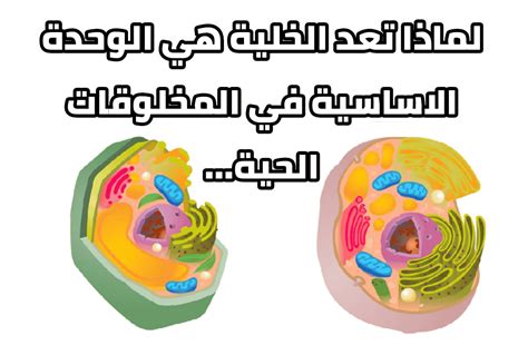 الجواب: الخلية هي الجزء الأكبر من الكائن الحي ولا تستطيع البقاء على قيد الحياة؟ - موقع الجولف الجواب: الخلية هي الجزء الأكبر من الكائن الحي ولا تستطيع البقاء على قيد الحياة؟ - موقع الجولف