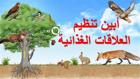  الحيوانات ليست بالضرورة ذاتية التغذية.  خطأ - منصة العلوم