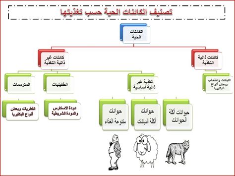  الحيوانات ليست بالضرورة ذاتية التغذية.  صحيح خطأ - أجبني