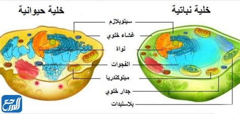  الخلايا هي اللبنات الأساسية لجميع الكائنات الحية؟  - مكان الملف