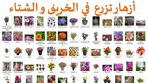  القائمة والأنواع والأسماء والأوصاف والصور.  اسم ووصف وصورة الزهور الغريبة التي تزرع في المنزل.  الزهور الاستوائية الزاهية - valenteshop.ru
