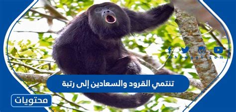  القرود والقرود تنتمي إلى رتبة؟  - بيت المعرفة