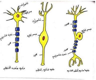  النسيج العصبي ينقل الرسائل في الجسم؟  - الراقي دوت كوم