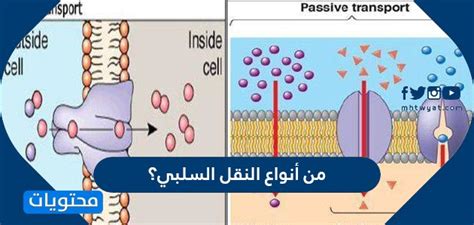  النقل السلبي هو حركة المواد عبر أغشية الخلايا ولا تتطلب طاقة.  - العربدة العربية