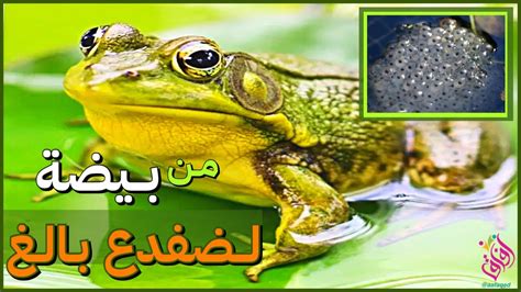  تبدأ البرمائيات حياتها على شكل بيضة.  أبو ثنيبة.  الضفدع البالغ.  الضفدع الصغير.  مراقبة المعلومات