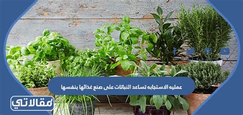  تساعد عملية التفاعل النباتات على صنع طعامها؟  - أخبار