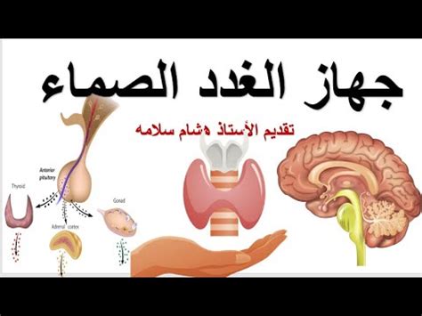  تسمى سيدة الغدد الصماء.؟  - شبكة اجاز