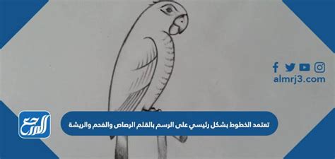  تعتمد الخطوط بشكل أساسي على الرسم بالقلم الرصاص والفحم والقلم، مثل  ب- رسم الأوراق