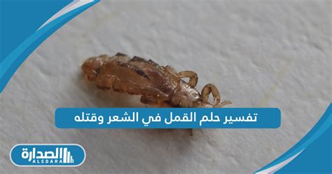 تفسير الاحلام عن القمل في الشعر وقتله |  البوابة - البوابة