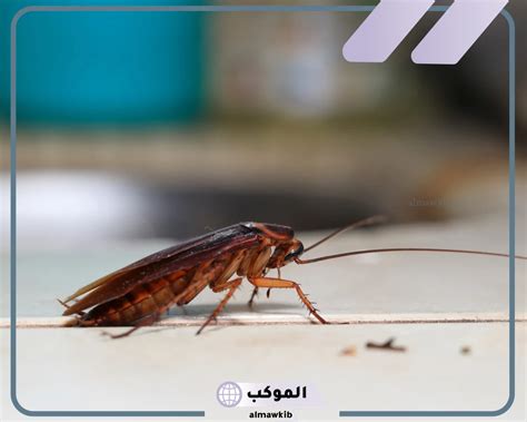  تفسير رؤية الصراصير في المنام؟  - نعيم