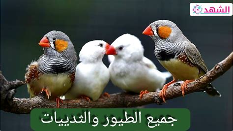  حل الإجابة لكل الطيور والثدييات عمود فقري وهم يعتنون بصغارهم.  صح أم خطأ - التعليم السعودي