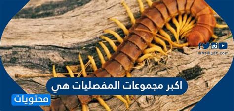  حل السؤال القائل بأن أكبر مجموعات مفصليات الأرجل هي القشريات.  - جمع