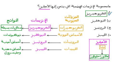  حل السؤال ما هي البنية التي تفرز الإنزيمات في قالب الخبز؟  - الراقي دوت كوم