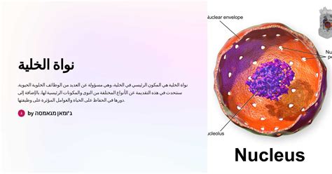 حل سؤال: هل يمكن رؤية نواة الخلية بمجهر بسيط لأنها كبيرة ومظلمة؟ - الراقي دوت كوم حل سؤال: هل يمكن رؤية نواة الخلية بمجهر بسيط لأنها كبيرة ومظلمة؟ - الراقي دوت كوم