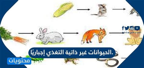  حل مسألة الحيوانات غير ذاتية التغذية بالقوة.  الصواب والخطأ - الأخبار العاشرة