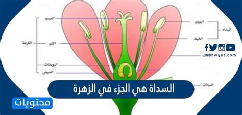  حيوان الزهرة |  إنه الجزء الذي ينقل الأسدية والزهرة ككل ويمثل العضو الأنثوي