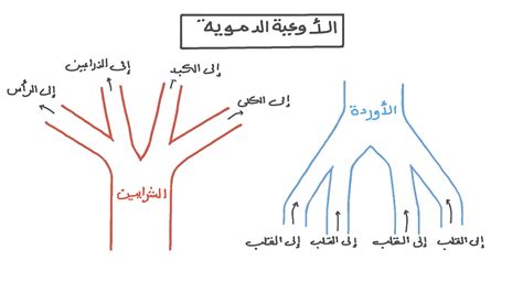 درس تدريبي ورقي تناول الماء والشعيرات الدموية الجذرية | نجوى درس تدريبي ورقي تناول الماء والشعيرات الدموية الجذرية | نجوى