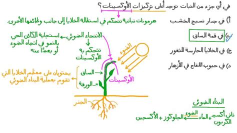  شرح الدرس الهرمونات النباتية |  نجوى