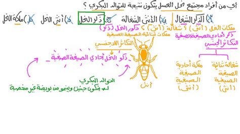  شرح الدرس طرق التكاثر اللاجنسي |  نجوى