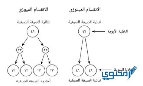 عدد الخلايا المنتجة عند الانقسام - حياتي | سؤال وجواب | أسئلة من الحياة اليومية عدد الخلايا المنتجة عند الانقسام - حياتي | سؤال وجواب | أسئلة من الحياة اليومية