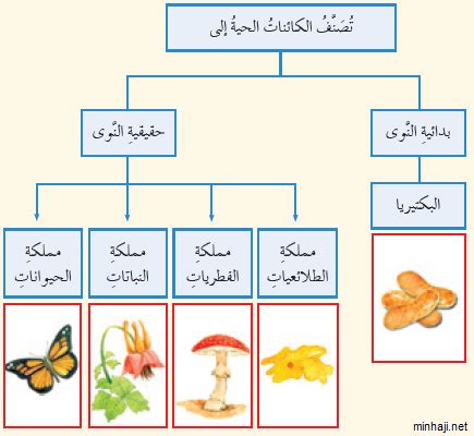 كيف يتم تصنيف الكائنات الحية؟ - دار العلوم كيف يتم تصنيف الكائنات الحية؟ - دار العلوم