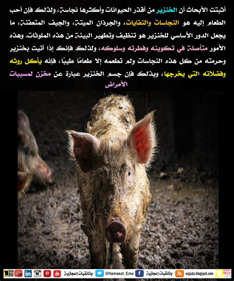 لماذا حرم الله لحم الخنزير؟ - الإسلام سؤال وجواب لماذا حرم الله لحم الخنزير؟ - الإسلام سؤال وجواب