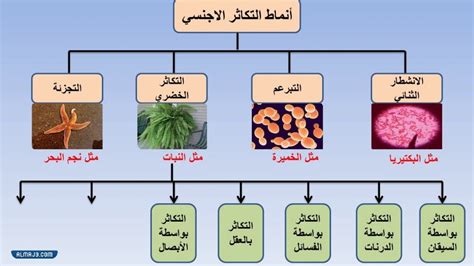  ما هو التكاثر الجنسي؟  كيف يحدث وكيف يختلف عن التكاثر اللاجنسي؟  - أنا أؤمن بالعلم