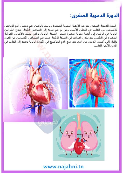  ما هو العضو الذي تمثله الصورة؟  (نقطة واحدة) الدورة الدموية الأعصاب التنفس - بيت العلوم