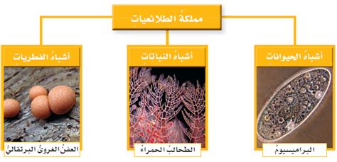  ما هي أنواع الطلائعيات الموجودة؟  - أفضل إجابة - الفحل العربي
