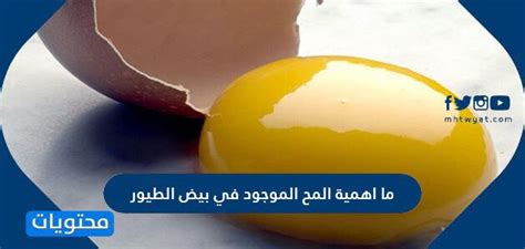  ما هي أهمية صفار البيض في بيض الطيور؟  - جانب السبورة