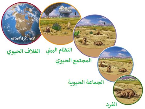  مستويات تنظيم الكائنات الحية، من الأبسط إلى الأكثر تعقيدًا |  الرسول