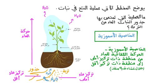 هل الجذور تمتص الماء والملح من التربة؟ - العربدة العربية هل الجذور تمتص الماء والملح من التربة؟ - العربدة العربية